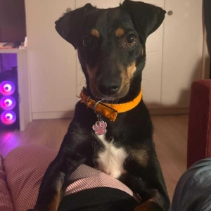 Rosa