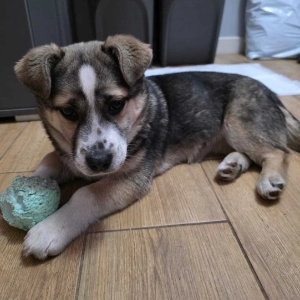 Nuka