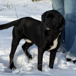 Atom
