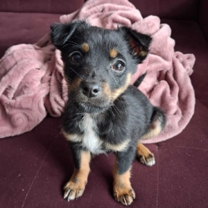 Kovu