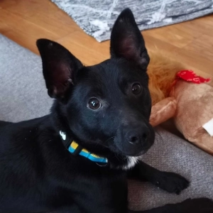 Zorro