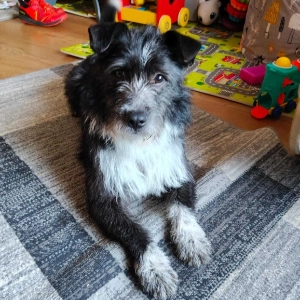 Dominik