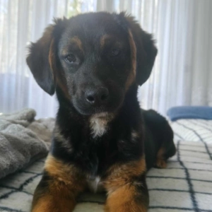 Fiona