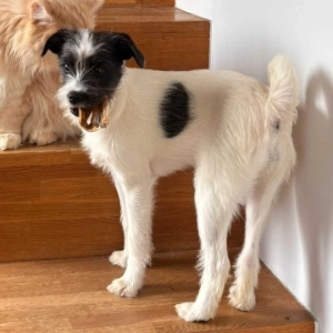 Lulu