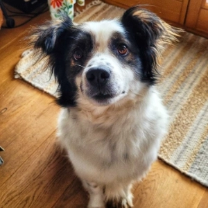 Domino