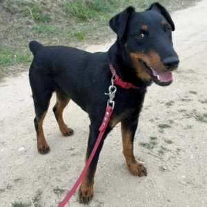 Gamoń
