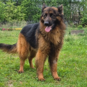 Karo