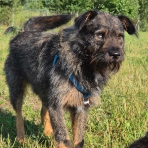 Oli
