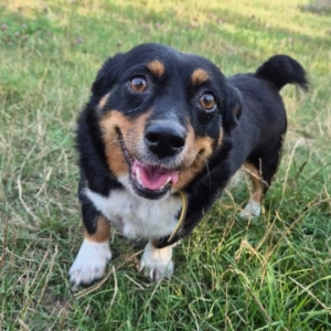 Daisy
