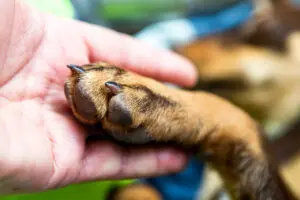 Co powstrzymuje Polaków przed adopcją zwierząt? Mars publikuje nowe badanie i wspólnie z Towarzystwem Opieki nad Zwierzętami w Polsce organizuje Weekend Adopcji