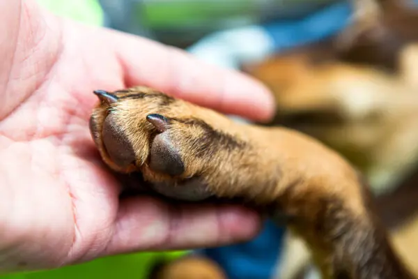 Co powstrzymuje Polaków przed adopcją zwierząt? Mars publikuje nowe badanie i wspólnie z Towarzystwem Opieki nad Zwierzętami w Polsce organizuje Weekend Adopcji