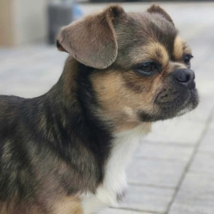 Gizmo