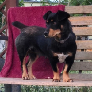 Migotka