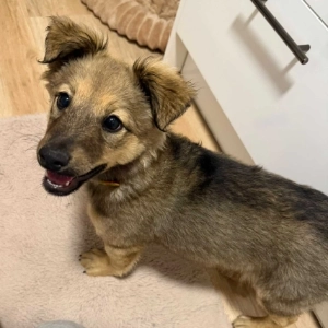 Koda