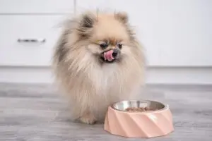 Karma półwilgotna dla psa. Kiedy warto ją podawać?