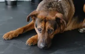 Biegunka u psa… i nie tylko! O czym jeszcze mówi kał psa?