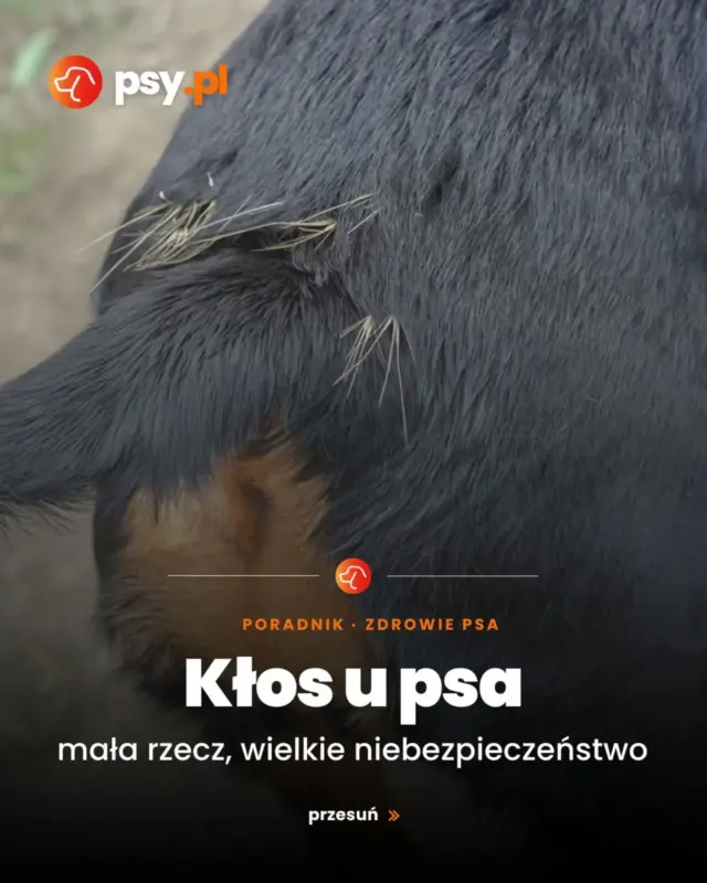 Uwaga na kłosy u psów!
