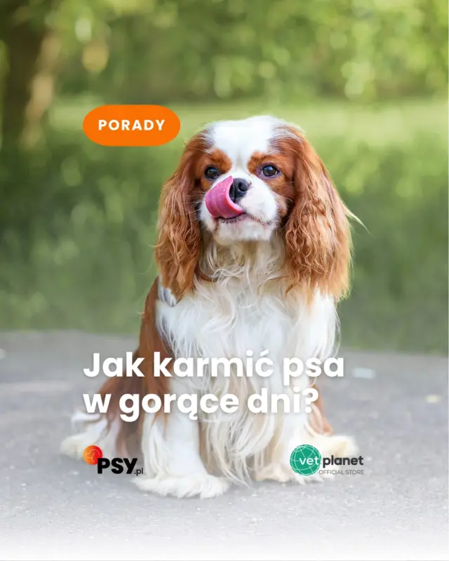 Wybierz idealną karmę dla swojego psa na @vetplanet.store 🐶🦴