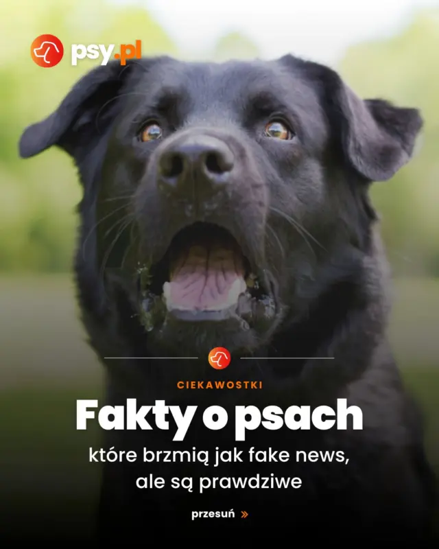 Serce psa jest lepiej ukrwione, ma więcej naczyń wieńcowych i są one bardziej rozgałęzione niż u ludzi - a my od dawna wiemy, że psie serca są wyjątkowe nie tylko z medycznego punktu widzenia ❤