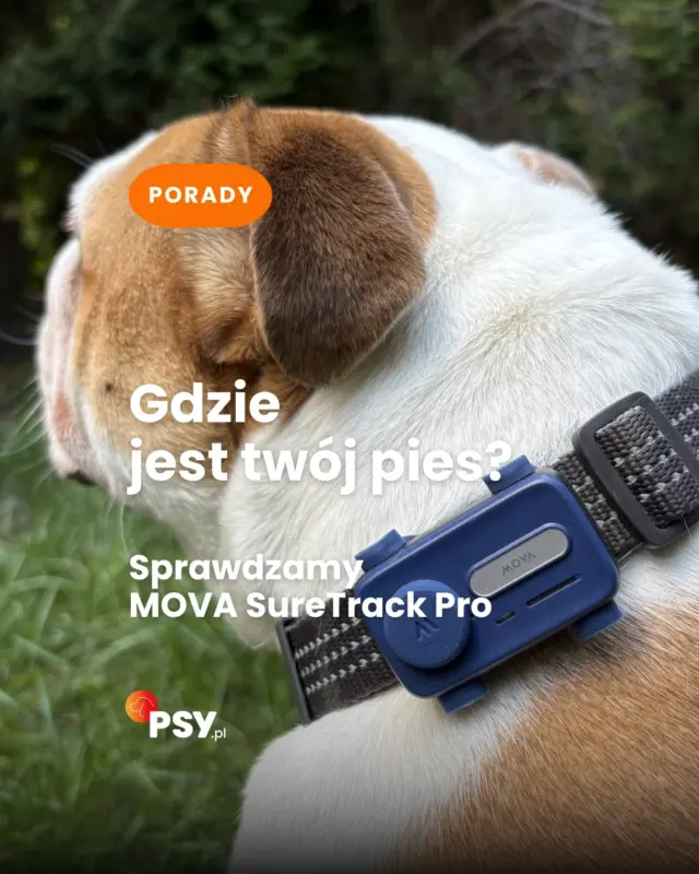 Czy lokalizator GPS dla psa naprawdę daje większy spokój opiekunowi? Sprawdzamy MOVA SureTrack Pro - urządzenie, które ma pokazywać lokalizację pupila, wysyłać powiadomienia, gdy opuści bezpieczną strefę, monitorować aktywność, a nawet umożliwiać kontakt głosowy przez aplikację.Brzmi jak gadżet z przyszłości? My sprawdzimy, jak działa w codziennym życiu: na spacerze, w domu, po zmroku i przy pupilu, który oczywiście ma własne zdanie 😉🦮 link w bio 🔍 @mova_polska