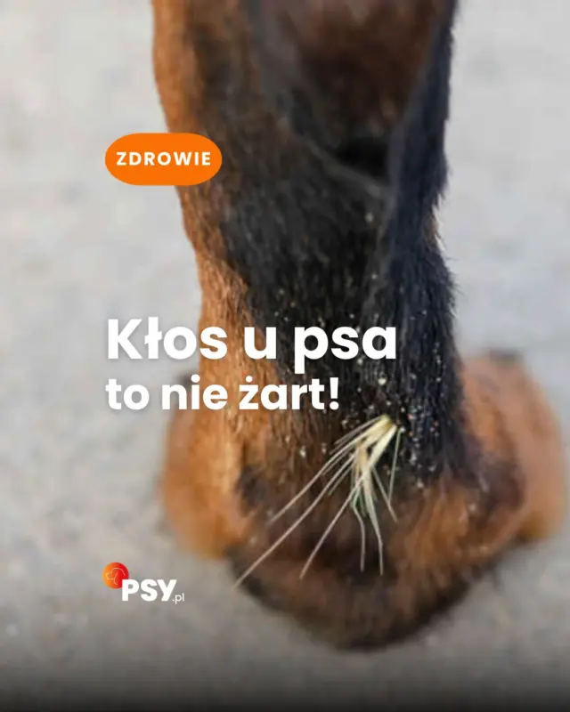 Po spacerze w wysokiej trawie warto dokładnie obejrzeć psa. Kłos może wbić się w skórę, utknąć między palcami, w uchu, nosie albo w okolicy oka, a objawy nie zawsze są od razu oczywiste. Pełną listę sygnałów alarmowych znajdziesz na Psy.pl 🐶🧐