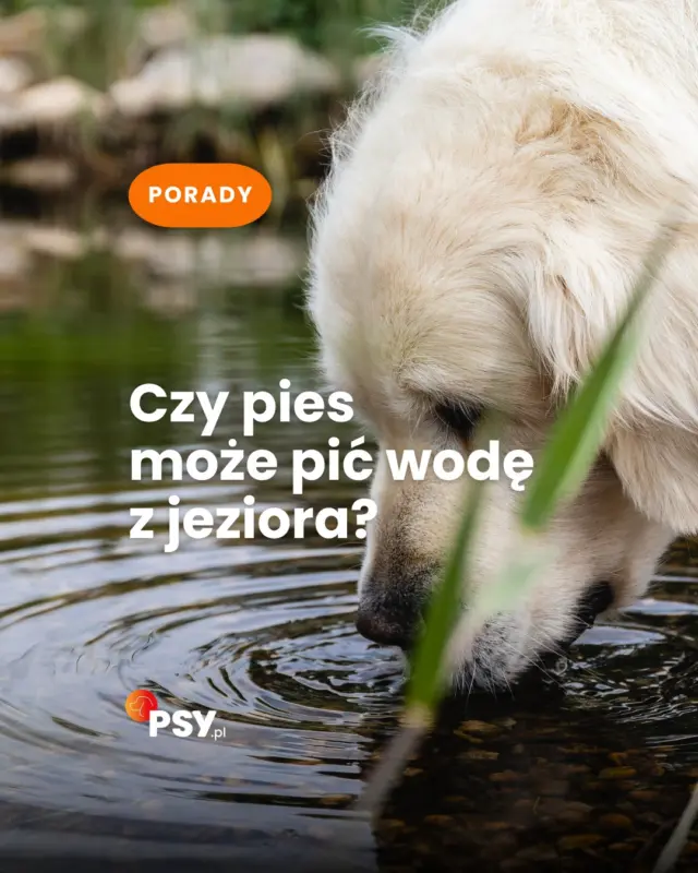 Pies chce pić z jeziora? Lepiej mu na to nie pozwalaj 🐶💧
W takiej wodzie mogą znajdować się bakterie, pasożyty, zanieczyszczenia albo sinice. Na spacer i wakacyjny wyjazd zawsze zabieraj świeżą wodę dla psa 💦Zapisz przed wyjazdem nad wodę!