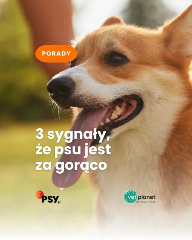 W upał pies potrzebuje nie tylko krótszych spacerów, ale też mądrego wsparcia w domu - chłodu, świeżej wody i uważnej obserwacji🐶☀️