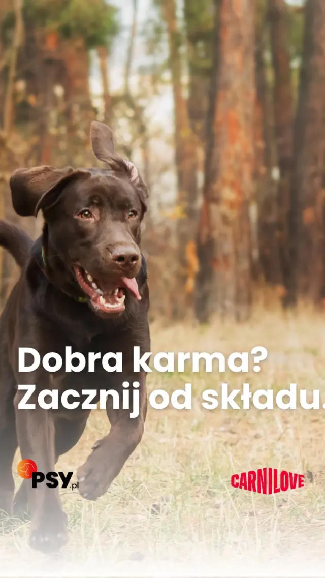 🐶 Pies je inaczej niż człowiek - jego dieta powinna być dopasowana do jego natury.
Wysokiej jakości składniki pochodzenia zwierzęcego, warzywa, owoce i wartościowe tłuszcze to podstawa dobrze zbilansowanej psiej miski🥩🌿
CARNILOVE True Fresh powstała właśnie z myślą o naturalnych potrzebach psa.
Bo to, co trafia do miski, ma znaczenie❤️#CARNILOVE #TrueFresh #żywieniespa #pies