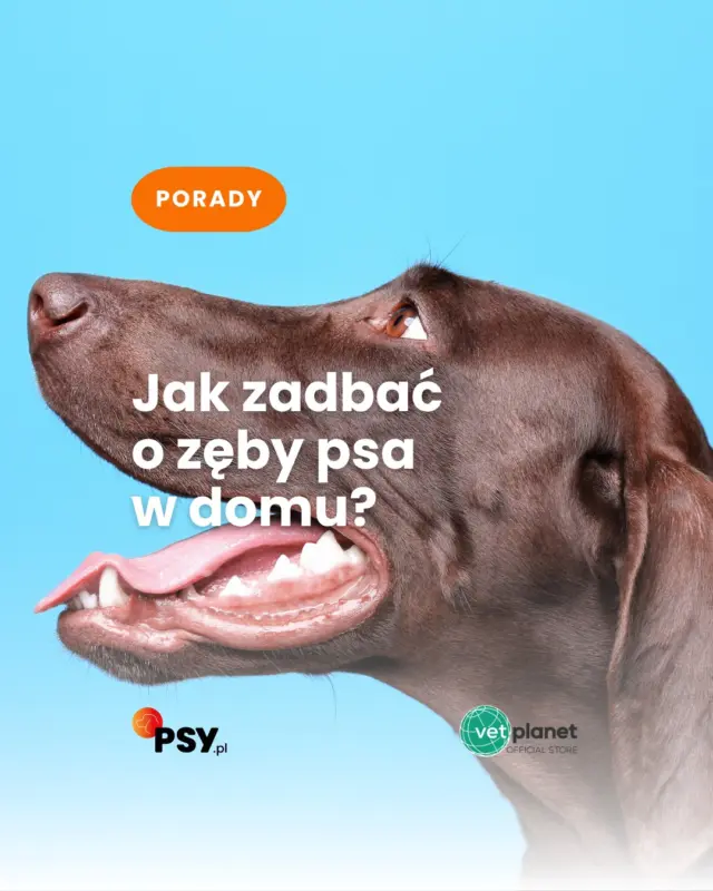 Nieświeży oddech u psa to nie „taka jego uroda”! Regularna higiena jamy ustnej pomaga ograniczyć odkładanie się płytki nazębnej i zadbać o zdrowe zęby oraz dziąsła 🦷❤️🐶Poznaj produkty Caryodent stworzone z myślą o codziennej profilaktyce jamy ustnej psa.