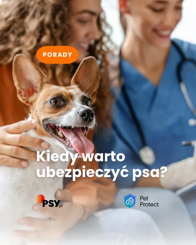 Myślisz, że ubezpieczenie psa ma sens dopiero wtedy, kiedy zaczynają się problemy ze zdrowiem? Właśnie wtedy może być już za późno🤚
Jeśli Twój pies ma kilka lat, to może być właśnie dobry moment, żeby sprawdzić dostępne opcje 🐶ℹ️