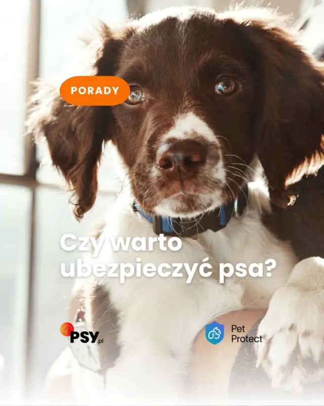 Ubezpieczenie psa - czy naprawdę warto się nim zainteresować? 🐶
I przede wszystkim: co właściwie obejmuje taka polisa?W nowym cyklu PetProtect bierzemy ubezpieczenie pod lupę i odpowiadamy na najważniejsze pytania opiekunów. Zaczynamy od podstaw 👇