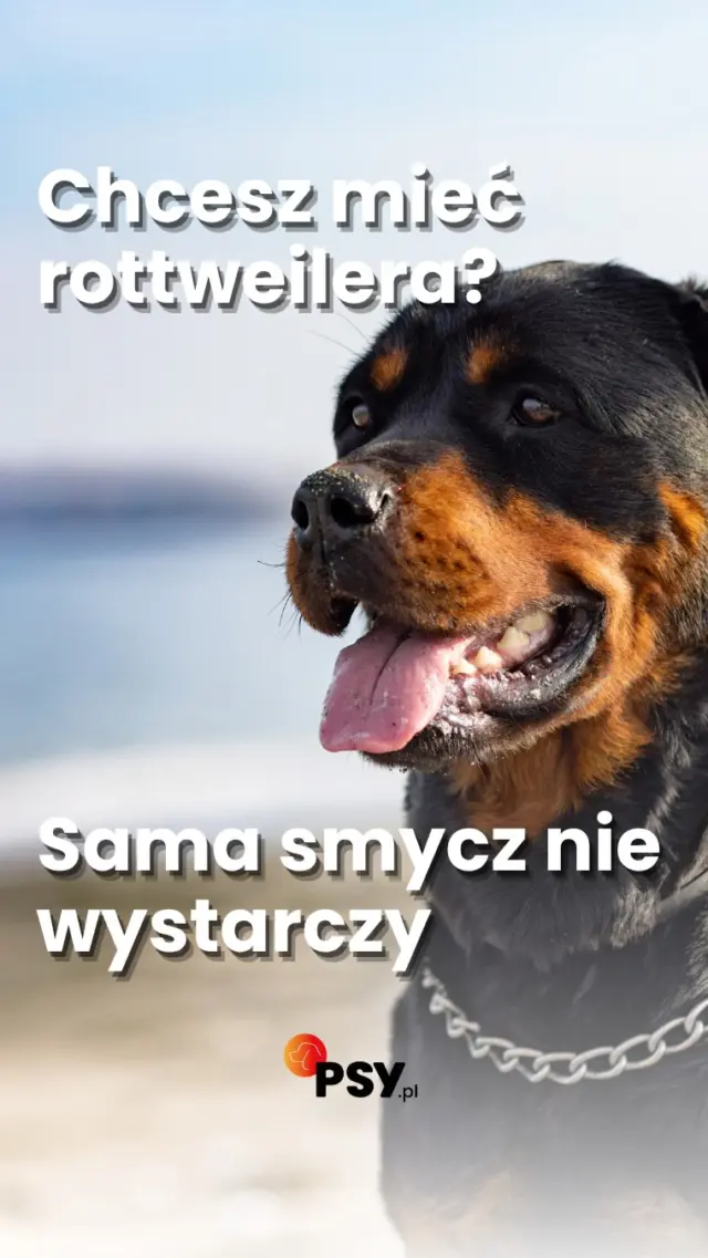 Chcesz mieć psa rasy uznawanej za niebezpieczną? Sama smycz i kaganiec to nie wszystko 🐕 Polskie prawo nakłada na opiekunów takich psów konkretne obowiązki. Co trzeba wiedzieć, zanim taki czworonóg pojawi się w naszym domu? Sprawdź! ☝🏻