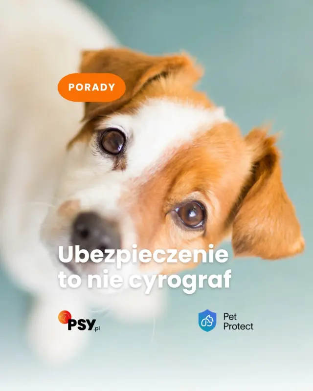 Chcesz sprawdzić, jak wygląda oferta dla Twojego psa? Link do artykułu w bio ☝️