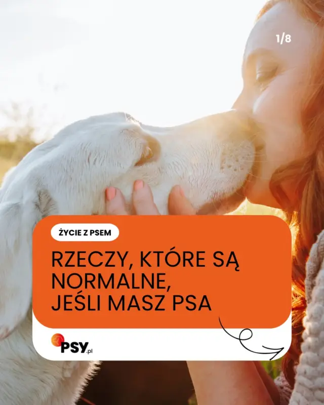 Powiedz, że masz psa, nie mówiąc, że masz psa 😃 ile punktów odhaczasz u siebie? 👀 a może czegoś brakuje na tej liście? Dajcie znać! 👇🏻