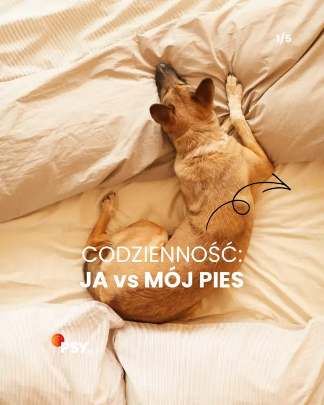 Czy nasze psy żyją lepiej niż my? Chyba wszyscy znamy odpowiedź 😂❤️ dobra dieta, dużo odpoczynku, spacery… bo kto ma mieć dobrze, jeśli nie Twój najlepszy przyjaciel? 😌 czy czegoś brakuje na naszej liście? Dajcie znać! 👇🏻