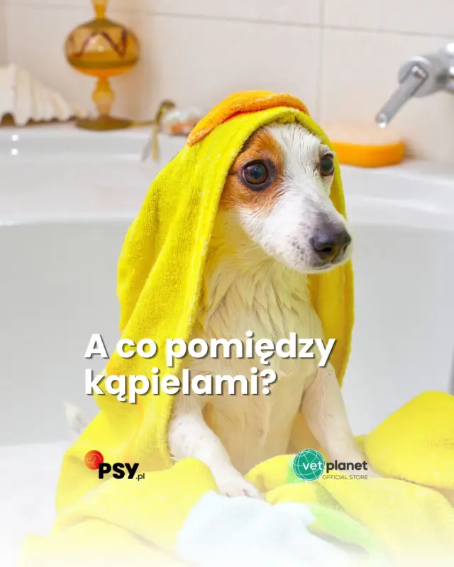 Bez wody, bez spłukiwania i bez kolejnej kąpieli 🐾
Atosis Mousse to wygodny sposób na pielęgnację skóry również pomiędzy kąpielami - samodzielnie lub jako uzupełnienie rutyny.A jeśli szukasz rozwiązania jeszcze prostszego w aplikacji? W kolejnym filmie czas na Atosis Spot-On.
