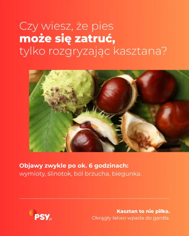 Kasztany i pies to złe połączenie, nawet jeśli wyglądają jak idealna piłka na jesienny spacer 🐶🌰
Kasztanowiec zawiera saponiny: w korze, liściach i owocach, a najwięcej w samych kasztanach. Pies może się zatruć, nawet jeśli kasztana nie zje, tylko go rozgryzie. Pierwsze objawy pojawiają się zwykle po około 6 godzinach, dlatego trudno skojarzyć je ze spacerem: wymioty, ślinotok, bolesność brzucha, biegunka. Do tego noszenie kasztana w pysku grozi zadławieniem, bo okrągły łatwo wpada do gardła, np. w biegu.
Więcej na ten temat przeczytasz na naszej stronie. Link w bio 🔗🐾