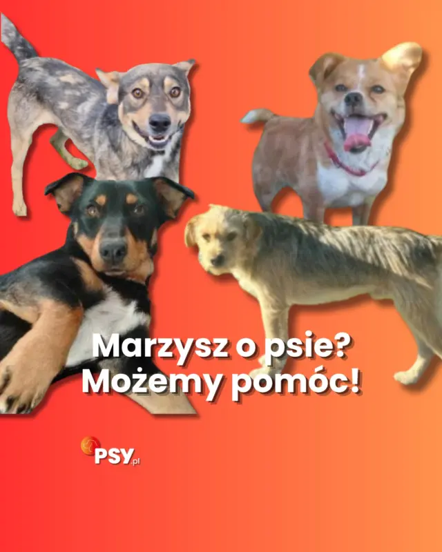 Marzysz o psie? Możemy pomóc!