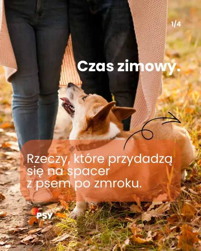 Spacer z psem po zmroku od tego tygodnia zaczyna się wcześniej. Od niedzieli mamy czas zimowy 🌝❄️
Bez odblasków kierowca widzi was dopiero z około 20 metrów. Odblaski poprawiają widoczność o ponad 100 metrów. I uwaga: odblask tylko na tobie to za mało. Kierowca może zobaczyć ciebie, a małego, ciemnego psa obok już nie.
Najprostszy nawyk: przy zmianie czasu doczep odblaski do obroży i smyczy. Zostają do wiosny 😌🌷