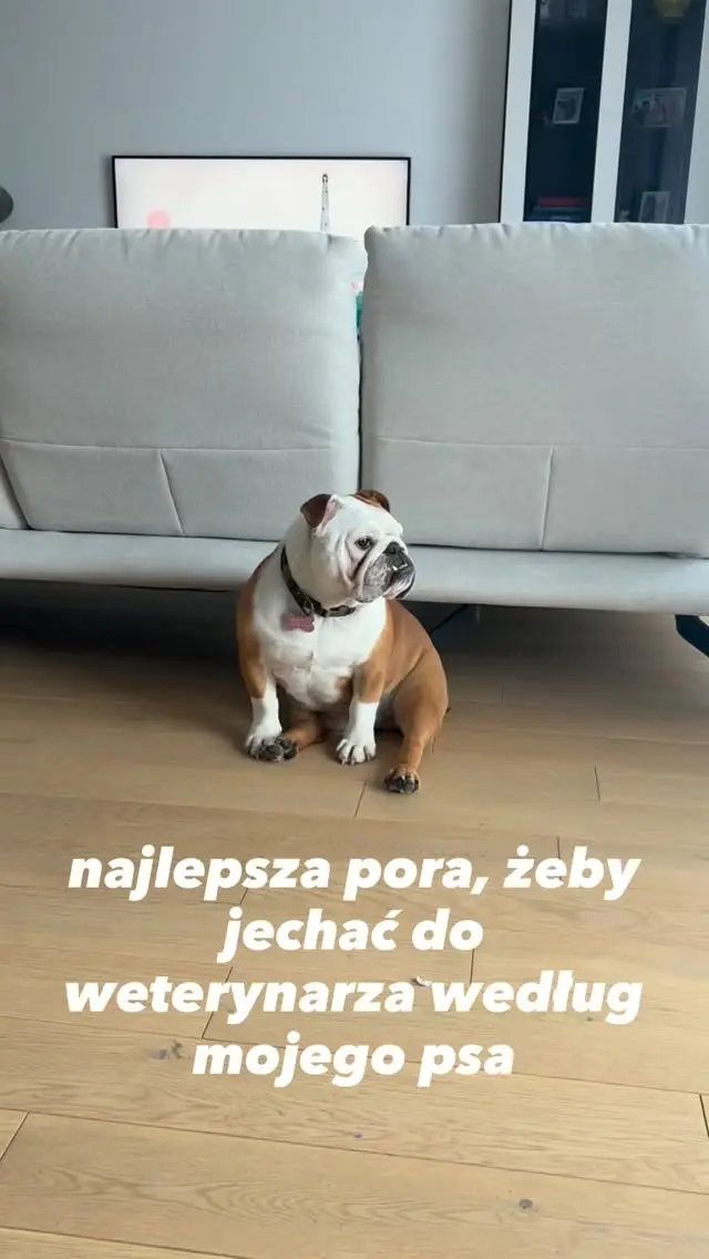 Frania już w blokach startowych 😄 ale miłość do psa nie musi oznaczać wydawania fortuny! Z Kartą Pupil od BNP Paribas możesz korzystać ze zniżek na zakupy, opiekę i usługi dla swojego czworonoga 🐶❤️ więcej przeczytasz na naszym portalu, link w bio 🔗🐾