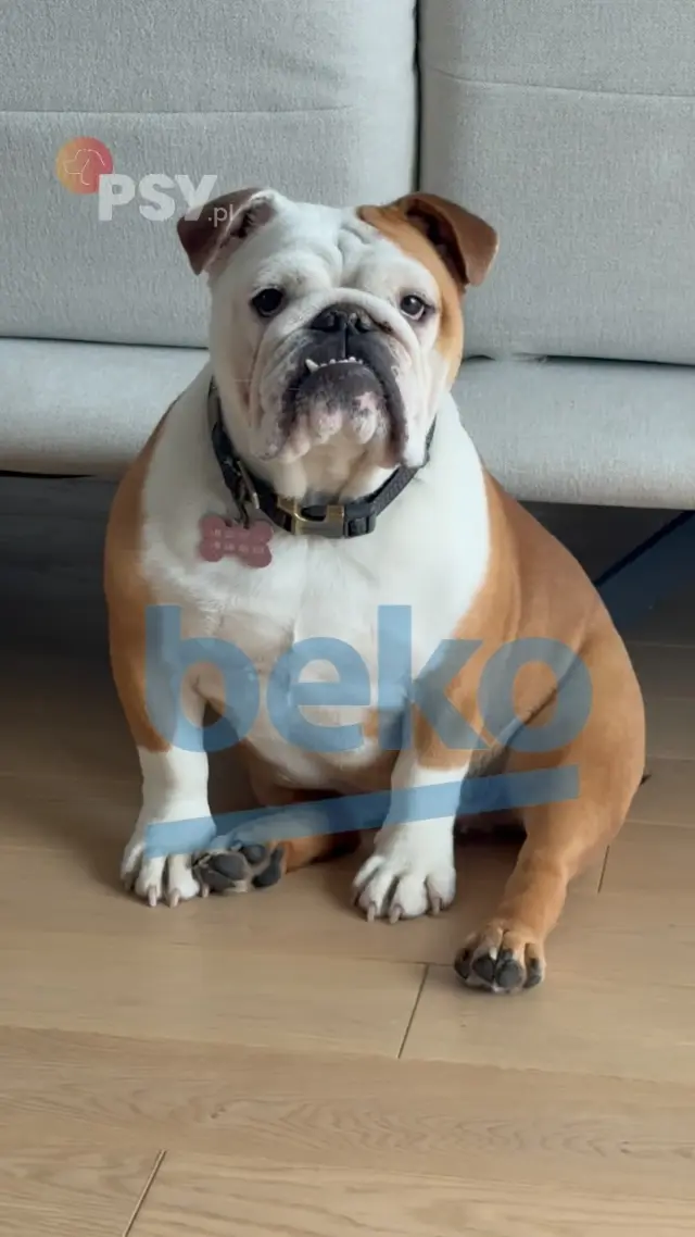 Kochamy nasze psy. Ich sierść na ubraniach? Trochę mniej! 🐶🫧
Na ratunek przychodzi pralka Beko z funkcją Pupil, która pomaga usuwać sierść z tkanin.
A teraz najlepsze - teraz możecie taką pralkę WYGRAĆ!Link do konkursu w bioA więcej o funkcji Pupil przeczytacie w artykule na Psy.pl ❤️